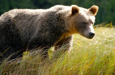 Grizzly