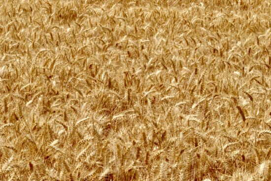 Crops field