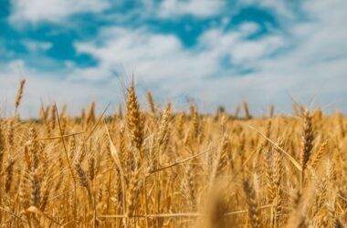 Harvest