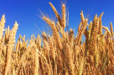 Wheat