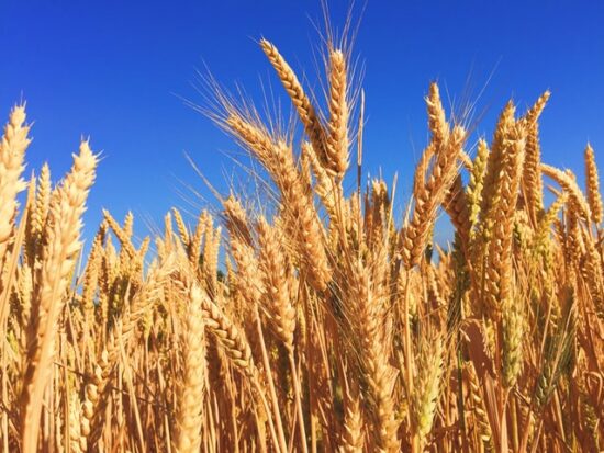 Wheat