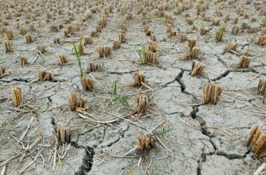 Drought