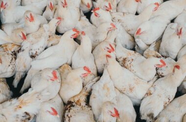 Bird Flu