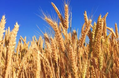 Wheat