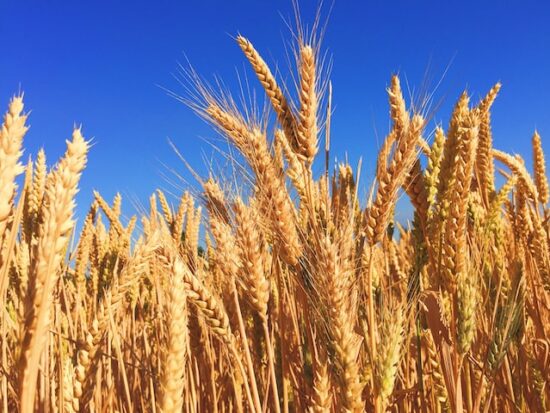 Wheat