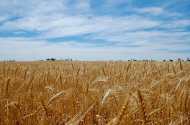 Wheat