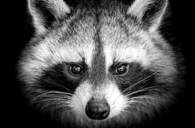 Raccoon