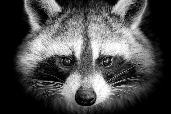 Raccoon