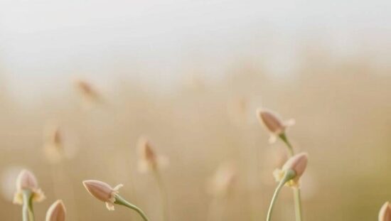 Germany Sees Dramatic 25% Drop in 2024!