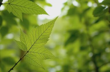 Trump's Ultimatum to the Continent!