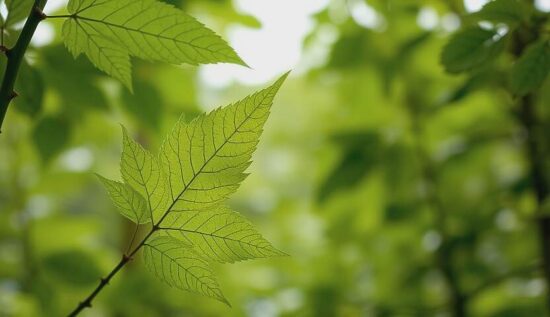 Trump's Ultimatum to the Continent!