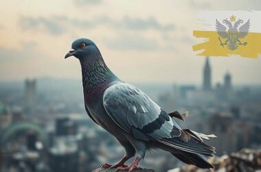 Pigeon Posturing Amid Ukraine's Flames of War