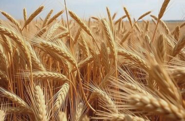 12 Million Tons Exported, Food Security Flourishes