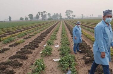 Austria's 46-Day Battle Against Deadly Pigs Plague Pays Off!