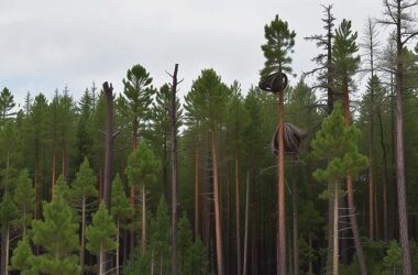 Shocking Survey Reveals the Devastating State of Austria's Trees