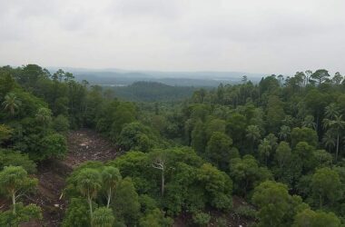 Forest Protection Law Delay Looms