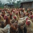Germany Enforces Poultry Housing Amid Outbreak