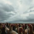 Bird Flu Threatens Food Supply