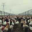 Germany Considers Nationwide Bird Flu Measures
