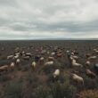 Bird Flu Threatens Mass Animal Cull
