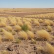 Drought Devastates Grasslands Globally