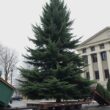 Merkel Receives Sauerland Christmas Tree