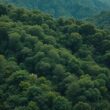 Germany Funds Rainforest Protection
