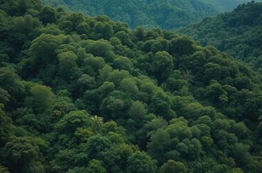 Germany Funds Rainforest Protection