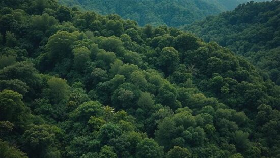 Germany Funds Rainforest Protection