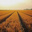 Winter Wheat Sowing Stalls in Germany