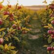 Apple Harvests Bloom Across Germany