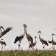 Storks Face Threat Amid Bird Flu Fears