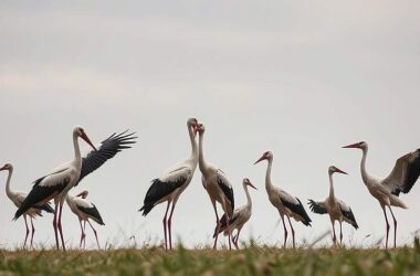 Storks Face Threat Amid Bird Flu Fears