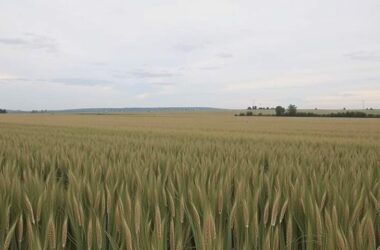 Farmer Exports Get Priority Push