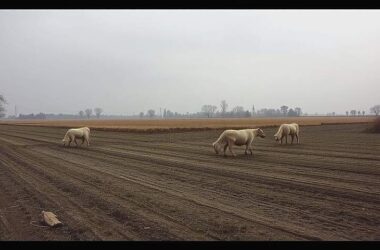 Farm Profits Stalled Amid Price Squeeze
