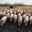 Pig Population Up Farms Decline