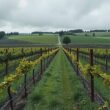 German Wine Facing Crisis Farmers Plea