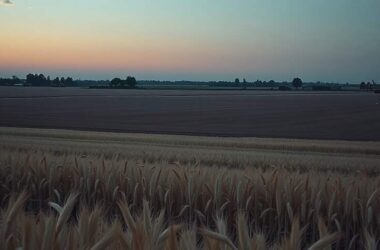 Farm Prices Drop Sharply