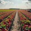 German Raspberry Harvest Surges 23% in 2025, Yielding 45,700 Tons Across 9,000 Hectares