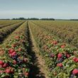 German Strauchberry Harvest 2025 Soars 23% to Over 45,000 Tons on 9,000 Hectares