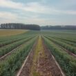 Germany’s Asparagus Production Declines