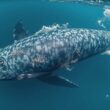 Backhaus Cancels Whale Protection Meeting With Experts In Baltic Sea