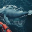 Stranded Bowhead Whale Released Back into North Sea Waters