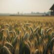 Germany Stabilizes Cereal Cultivation Area at 6 Zero Three Million Hectares for 2026 Harvest
