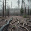 German Forests Remain in Critical Condition Facing Drought and Climate Change